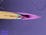 SEM image of a mosquito stylet